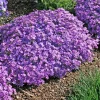 Purple Beauty Creeping Phlox Live Plant - Groundcover - Hardy Perennial - Image 1