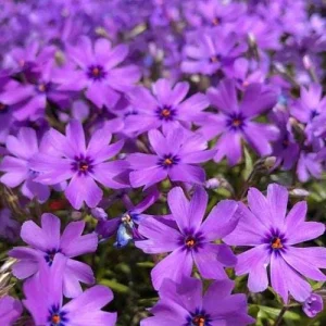 Purple Beauty Creeping Phlox Live Plant - Groundcover - Hardy Perennial - Image 2