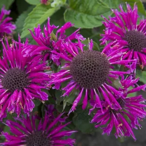 Purple Bee-Free Monarda Bee Balm Live Plant - Attracts Butterflies & Hummingbirds, Hardy Zones 4-9 - Image 2