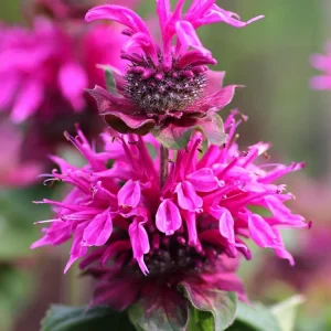 Purple Bee-Free Monarda Bee Balm Live Plant - Attracts Butterflies & Hummingbirds, Hardy Zones 4-9 - Image 1