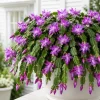 Purple Christmas Cactus Live Plant Set, 4 Plants, 4-8 Inch Tall, Indoor Holiday Cactus - Image 1