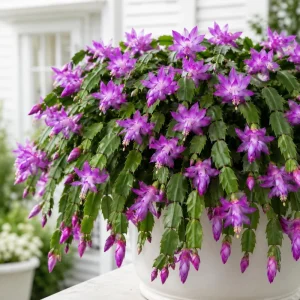 Purple Christmas Cactus Live Plant Set, 4 Plants, 4-8 Inch Tall, Indoor Holiday Cactus - Image 1