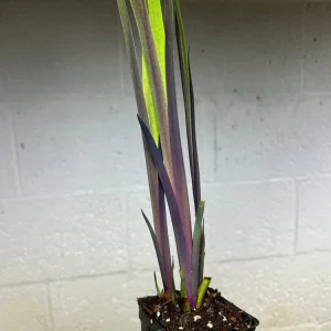 Purple Flame Iris Versicolor Live Plant - Blue Flag Flower, Zones 3-9 - Image 2