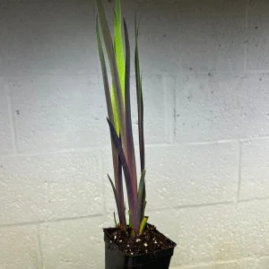 Purple Flame Iris Versicolor Live Plant - Blue Flag Flower, Zones 3-9 - Image 3