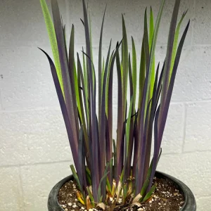 Purple Flame Iris Versicolor Live Plant - Blue Flag Flower, Zones 3-9 - Image 4