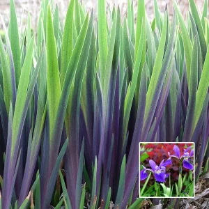 Purple Flame Iris Versicolor Live Plant - Blue Flag Flower, Zones 3-9 - Image 1