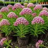 Purple Milkweed Live Plant (Asclepias purpurea) - Set of 2, 4-8 Inch Tall, Perennial Outdoor - Image 1
