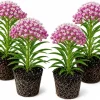 Purple Milkweed Live Plants - 4 Pack, Asclepias Purpurea, 4-8 Inch Tall, Outdoor Perennial for Monarch Butterflies - Image 1