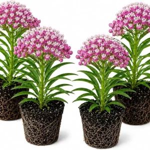 Purple Milkweed Live Plants - 4 Pack, Asclepias Purpurea, 4-8 Inch Tall, Outdoor Perennial for Monarch Butterflies - Image 1