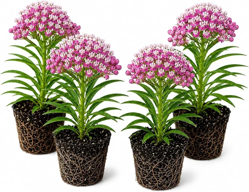 Purple Milkweed Live Plants - 4 Pack, Asclepias Purpurea, 4-8 Inch Tall, Outdoor Perennial for Monarch Butterflies - Image 1