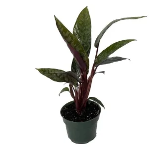 Purple Sword Plant Live - Apoballis acuminatissima 'Lavallaei' Tropical Indoor Houseplant - Image 2