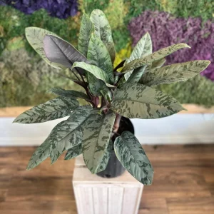 Purple Sword Plant Live - Apoballis acuminatissima 'Lavallaei' Tropical Indoor Houseplant - Image 1