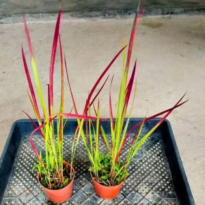 Red Baron Japanese Blood Grass Live Plant - Ornamental Perennial 1 Count - Image 3