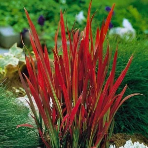 Red Baron Japanese Blood Grass Live Plant - Ornamental Perennial 1 Count - Image 4