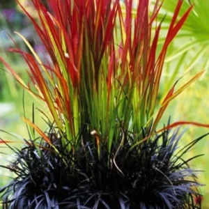 Red Baron Japanese Blood Grass Live Plant - Ornamental Perennial 1 Count - Image 1