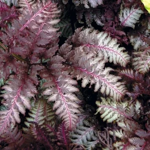 Red Beauty Japanese Fern Live Plant – Indoor/Outdoor Ornamental Fern – 12-18 inches Tall - Image 1