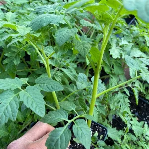 Red Beefsteak Tomato Live Plants – 5-8 inch Spring Garden Seedlings – Indeterminate - Image 2