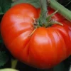 Red Beefsteak Tomato Live Plants – 5-8 inch Spring Garden Seedlings – Indeterminate - Image 1