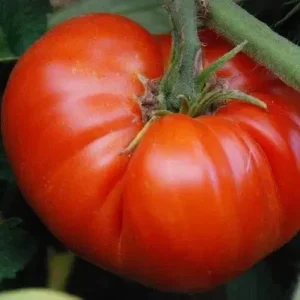 Red Beefsteak Tomato Live Plants – 5-8 inch Spring Garden Seedlings – Indeterminate - Image 1