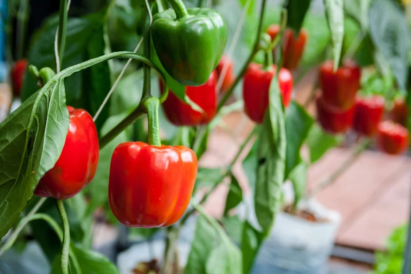 Red Bell Pepper Live Plant – 2 Pack – 12-15 inch Tall – In Bloom/Fruiting - Image 1