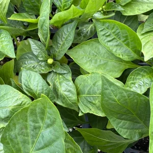 Red Bell Pepper Live Plant – 3 Count – 7-11 inch Seedlings for Garden - Image 2