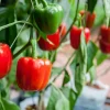 Red Bell Pepper Live Plant – 3 Count – 7-11 inch Seedlings for Garden - Image 1