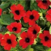 Red Black Eyed Susan Vine Live Plant - Perennial Climber - 2.5x4 inch Pot - Image 1