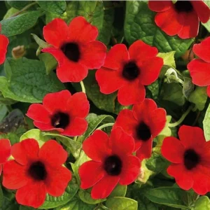 Red Black Eyed Susan Vine Live Plant - Perennial Climber - 2.5x4 inch Pot - Image 1