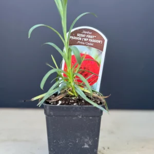 Red Carnation Dianthus Live Plant – Fragrant Deep Red Perennial Flower - Image 2
