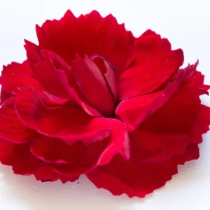 Red Carnation Dianthus Live Plant – Fragrant Deep Red Perennial Flower - Image 3