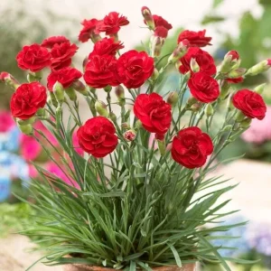 Red Carnation Dianthus Live Plant – Fragrant Deep Red Perennial Flower - Image 4