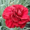Red Carnation Dianthus Live Plant – Fragrant Deep Red Perennial Flower - Image 1