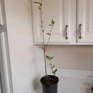 Red Chokeberry Bush Live Plant, Aronia arbutifolia, 1 Gallon Pot, Outdoor Shrub - Image 2