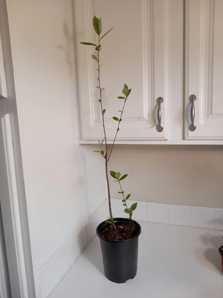 Red Chokeberry Bush Live Plant, Aronia arbutifolia, 1 Gallon Pot, Outdoor Shrub - Image 2