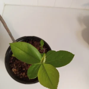 Red Chokeberry Bush Live Plant, Aronia arbutifolia, 1 Gallon Pot, Outdoor Shrub - Image 3