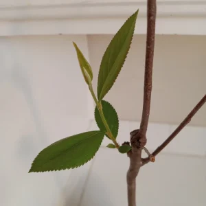 Red Chokeberry Bush Live Plant, Aronia arbutifolia, 1 Gallon Pot, Outdoor Shrub - Image 4