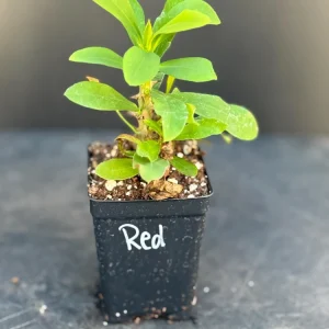Red Crown of Thorns Live Plant - Euphorbia milii ‘Karola’ Succulent Houseplant - Image 2