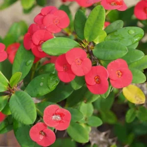 Red Crown of Thorns Live Plant - Euphorbia milii ‘Karola’ Succulent Houseplant - Image 3