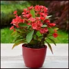 Red Crown of Thorns Live Plant - Euphorbia milii ‘Karola’ Succulent Houseplant - Image 1