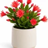 Red Easter Cactus Live Plant – Spring Cactus Houseplant – 4-8 Inches Tall – No Pot - Image 1