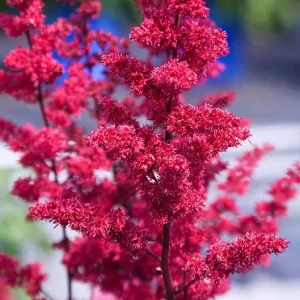 Red Fanal Astilbe Live Plant – Deep Crimson Flowers, Shade Perennial - Image 2