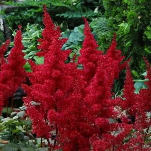 Red Fanal Astilbe Live Plant – Deep Crimson Flowers, Shade Perennial - Image 1