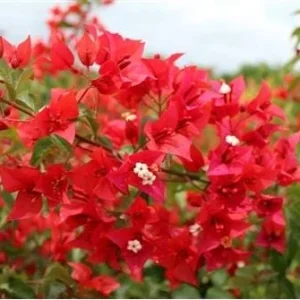 Red Flame Bougainvillea Live Plant – Trumpet Vine Flower Starter Plant, Zones 9-11 - Image 3