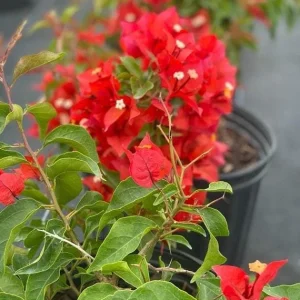 Red Flame Bougainvillea Live Plant – Trumpet Vine Flower Starter Plant, Zones 9-11 - Image 4