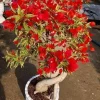 Red Flame Bougainvillea Live Plant – Trumpet Vine Flower Starter Plant, Zones 9-11 - Image 1