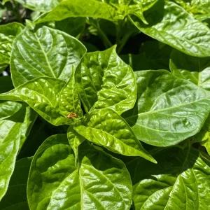 Red Habanero Live Plant - 10-14 inch Pepper Plant Seedling - Outdoor - Image 2
