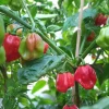 Red Habanero Live Plant - 10-14 inch Pepper Plant Seedling - Outdoor - Image 1