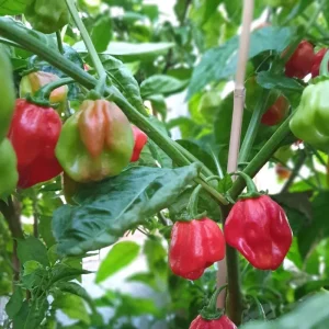 Red Habanero Live Plant - 10-14 inch Pepper Plant Seedling - Outdoor - Image 1