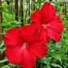 Red Hibiscus Live Plant – Hardy Tropical Shrub – 4-8 Inch Tall – Outdoor - Image 1