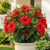 Red Hibiscus Live Plant - Hardy Tropical Shrub, 4-8 Inch Tall - Image 1
